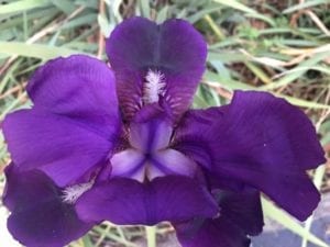 Fall Blooming Iris - The Barn at Stratford - Event Venue - Delaware Ohio